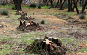 Füzuli və Xocavənddə məhv edilən meşə sahələri - Nazir müavinindən AÇIQLAMA